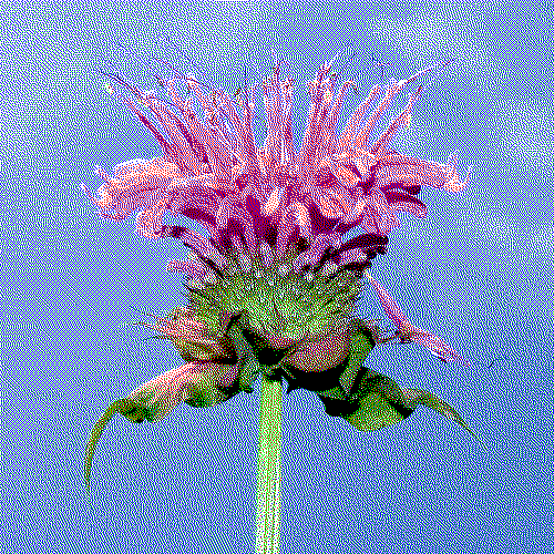 dithered photograph of a beebalm flower